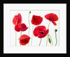 Poppies on white background by Assaf Frank